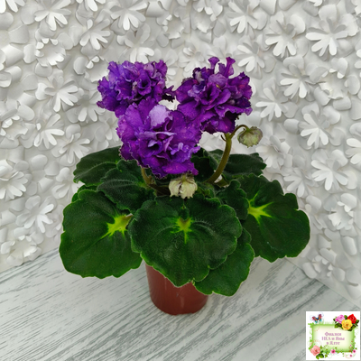 ДВ-Елена Прекрасная (Д. Лягина) 2024 г. (лист укоренённый)