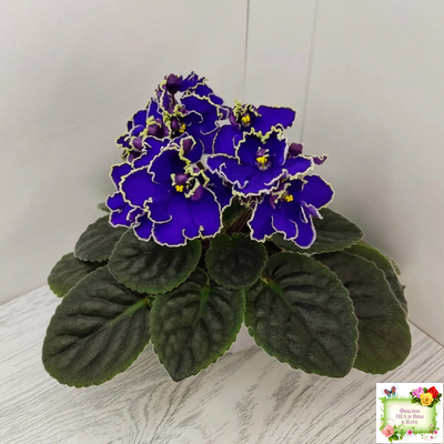 ЛЕ-Прекрасная Креолка (Е. Лебецкая) 2009 г