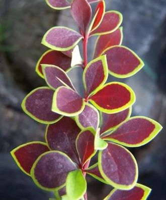 Барбарис Тунберга "Коронита"  (Berberis thunbergii Coronita) (С5,40-60)