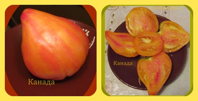 Томат Канада (Канадское наследие полосатый)