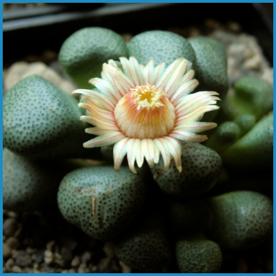 Aloinopsis schooneesii