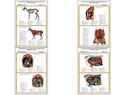 Плакаты ПРОФТЕХ "Топограф. анатомия. Коза. Туловище" (4 пл, винил, 70х100)