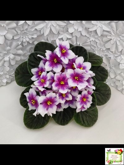 Dn-Райська Насолода (Д.Денисенко) химера (стартер сорт)