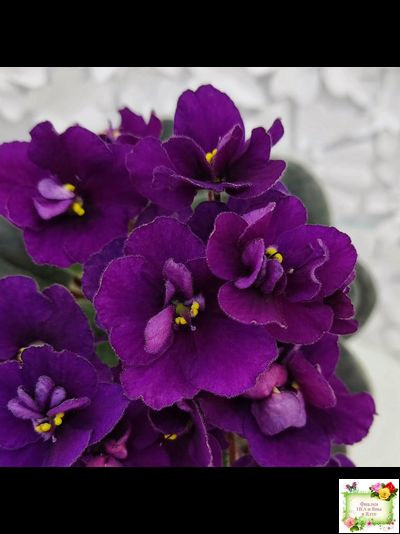 Jolly Prince (H.Pittman), #10462 (11/21/2011), DAVS 1731, TX Hyb