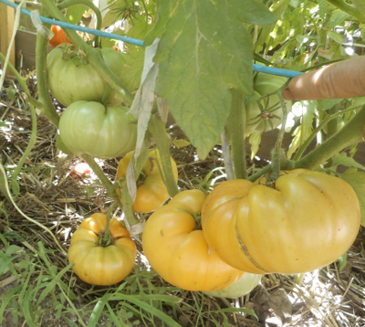 Томат Амана Оранж (Amana orange)