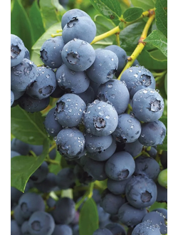 Голубика Duke