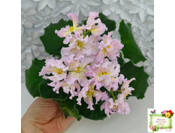 РМ-Солнечное Конфетти (Н. Скорнякова) 2022 г.