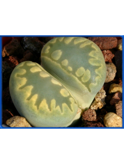 Lithops otzeniana 'Aquamarine' C 128 A