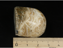 Арагонит, почковидные агрегаты, полировка, Россия, КЧР, Урупский район (32*32*22 мм, 41 г) №37742