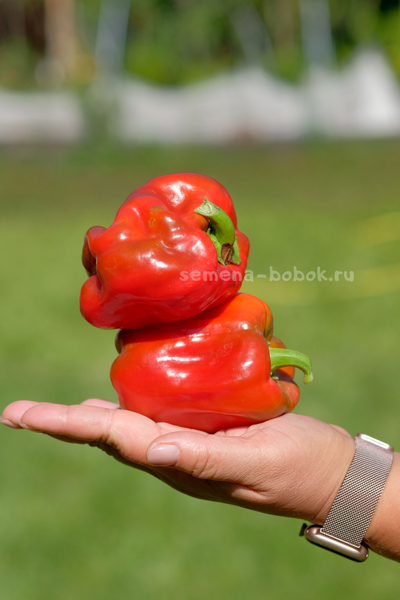 Перец сладкий Громозека БУФ, 10 шт