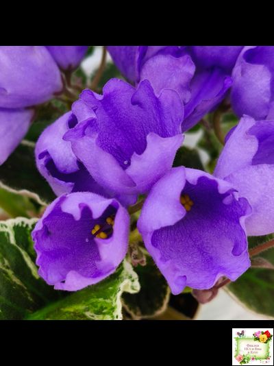 КНН-Крокус (Н. Куриленко) 2022 г. (лист с детками посажен 23.07.25)