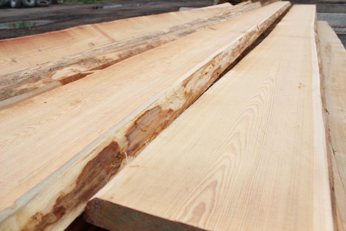 Siberian Larch from Russia