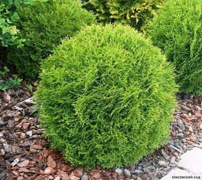 Туя Тини Тим - Tiny Tim