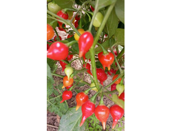 Перец острый Клювик красный (Biquinho)