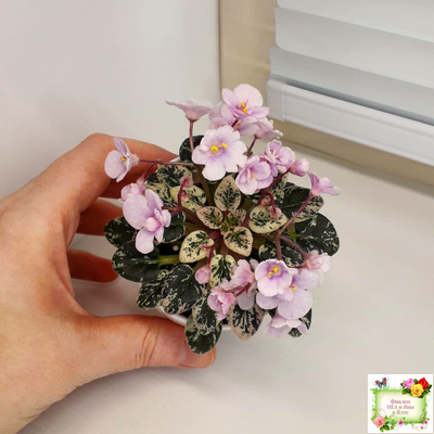 Precious Pixie (S.Sorano)