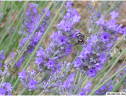 Лаванда широколистная  - latifolia