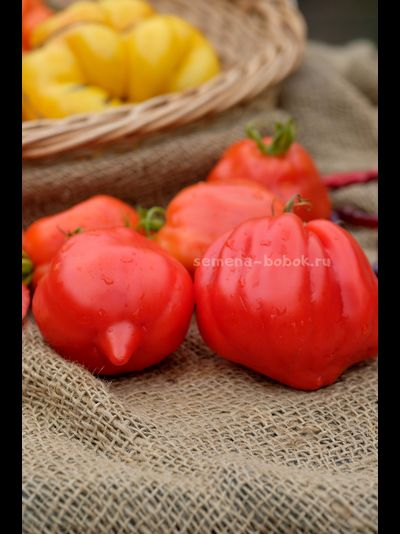 Томат Скифея (Скифская Фея), 10 шт