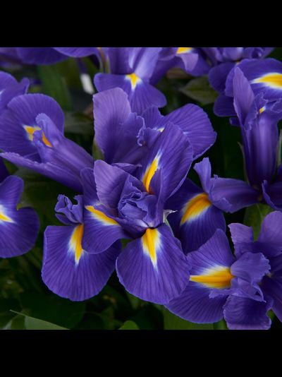 51 ирис в корзине