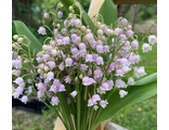 Convallaria majalis var. rosea