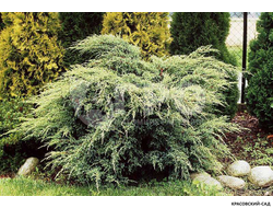 Можжевельник Холгер - Holger