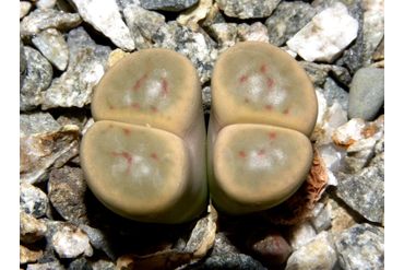 Lithops schwantesii ssp. schwantesii v. marthae C148
 