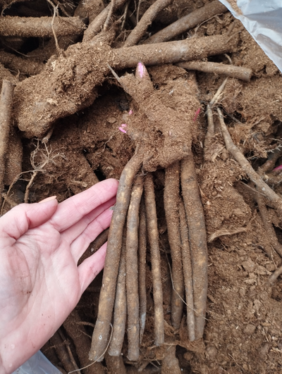 Пион Бартцелла (Bartzella), 3-5 почек