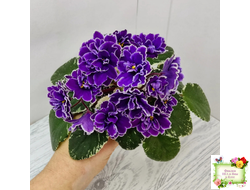 ВаТ-Крайслер (Т. Валькова) трейлер