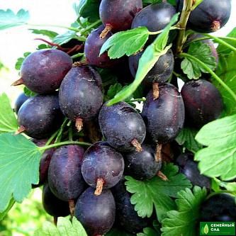 Крыжовник "Грушенька"