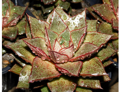 Echeveria (Эхеверия)