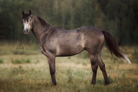 Хьюго Биг Босс г.р. 2018. Милый, душевный Хью! Чистокровный верховой жеребец.  