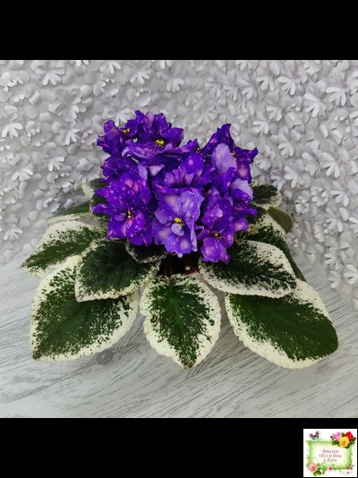 РС-Астролог (С. Репкина) 2020 г.