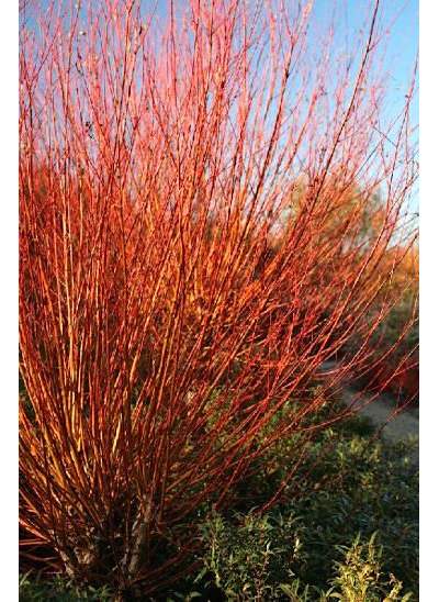 Ива белая Chermesina Britzenzis