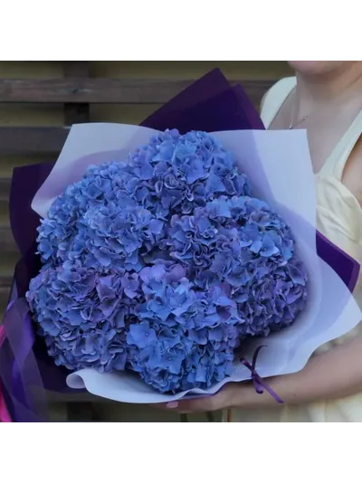 5 розовых гортензий