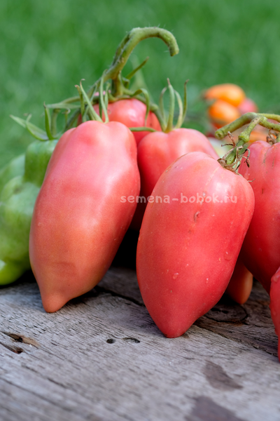 Томат Брикодейки Минусинские, 10 шт