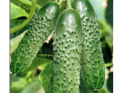 огурцы "Паратунка" семена