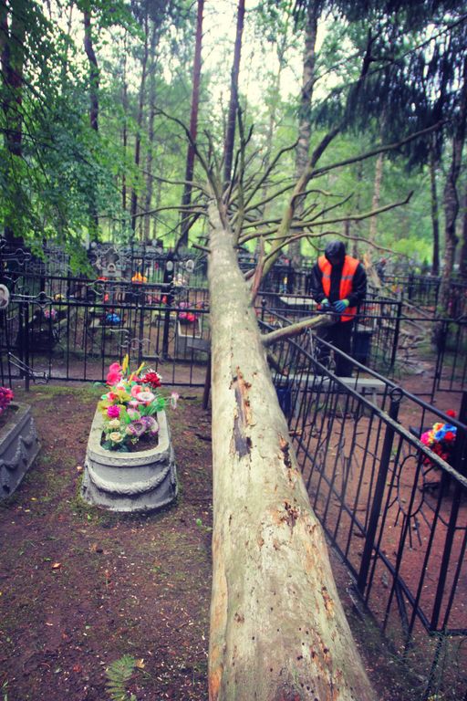 Удаление аварийного дерева