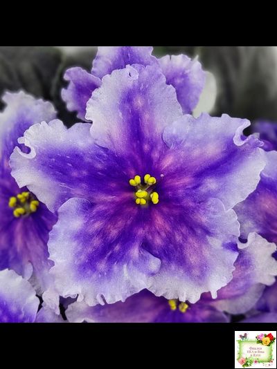 Dn-Огни Бродвея (Д. Денисенко) 2020 г.