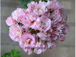 Пеларгония Ирида Мамины Розы