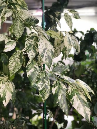 Ficus Erecta variegata / фикус эректа вариегатный