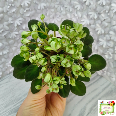 ML-Крыжовник (Miniviolets Lux) 2024 г. (детка)