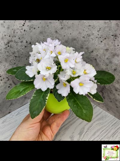 ЛЕ-Стрекоза (Е. Лебецкая) 2020 г. (пестролистный лонг)