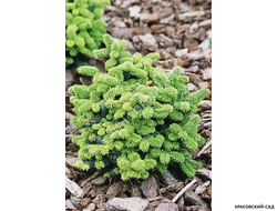 Пихта бальзамическая Пиколло - фото хвои - красовский-сад.рф