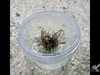 Криптокорина аффинис (меристемная)