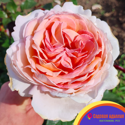 Гроссгерцогиня Луиза (Grossherzogin Luise)