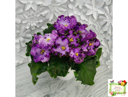 АВ-Пенная Вечеринка (Фиалковод) 2021 г.