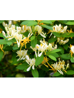 жимолость "халлиана" декоративная