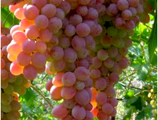 Виноград Мясистый розовый