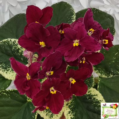 Mac's O'Scarlet O'Hara (G.McDonald) (Макс ОСкарлет Охара)