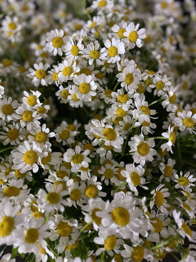Ромашка кустовая танацетум 25 шт