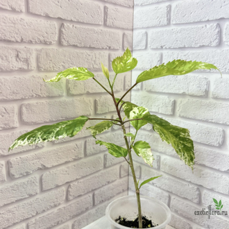 27/07/2025 Гибискус ‘Снежная Королева’ / Hib. rosa-sinensis 'Snow Queen'